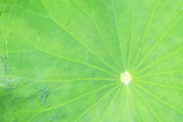green leaves background