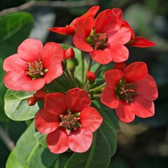 Red flowers called Euphorbia milii or Crown of Christ 