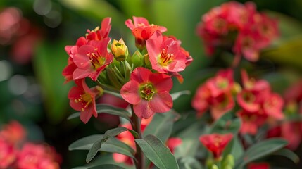 Obraz premium Red flowers called Euphorbia milii or Crown of Christ 