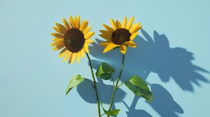 Fototapeta premium Two sunflowers in the sunny ambience. Light blue background with shadow