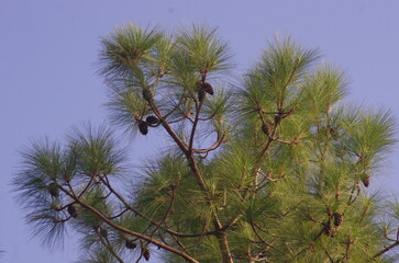 pine tree with blue sky