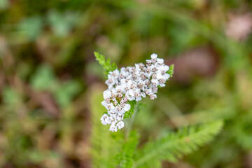 Achillea millefolium,  yarrow or common yarrow, is a flowering plant in the family Asteraceae. Potter Marsh Wildlife Viewing Boardwalk, Anchorage, Alaska.