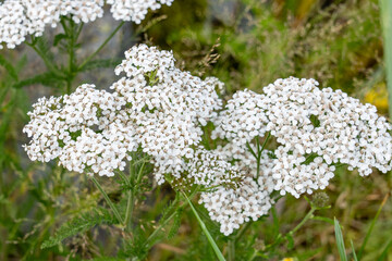 Achillea millefolium,  yarrow or common yarrow, is a flowering plant in the family Asteraceae. Chugach National Forest Sign, Seward Hwy, Girdwood, Alaska geology . Turnagain Arm