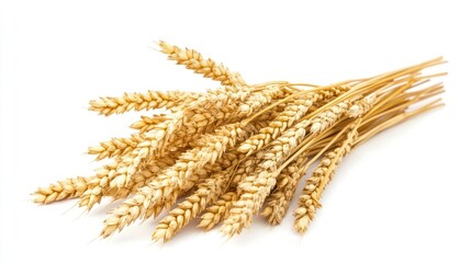 Wheat Ears Isolated on White Background