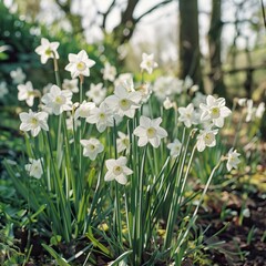 White daffodils (Narcissus papyraceus) in spring