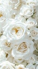 white roses background