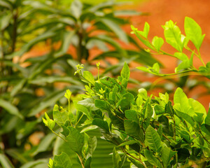 A tree with green leaves and a brown background