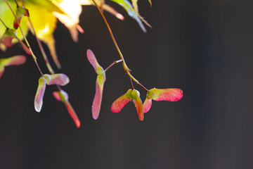 モミジのプロペラ03