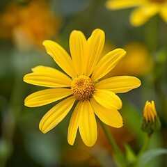 Obraz premium Yellow kwiaty in nature 