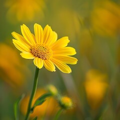 Fototapeta premium Yellow kwiaty in nature 