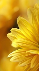 Obraz premium Yellow kwiaty in nature 