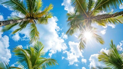 Obraz premium Coconut fronds extending towards the sky