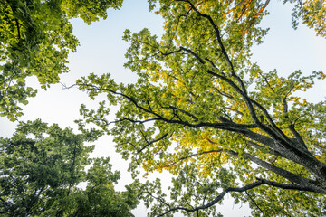 Sunlight filters through the lush green canopy of tall trees, casting a serene glow on the leaves. The sky peeks through the branches, adding depth to the scene.