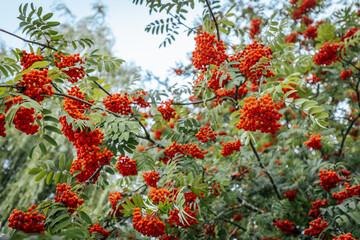 A vibrant cluster of bright orange berries hangs from a branch with green leaves. The background features more berries and foliage, creating a lively and colorful scene.