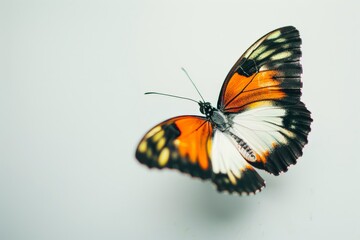 butterfly unique colors