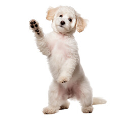 Obraz premium Fluffy White Poodle Puppy Standing on Hind Legs Isolated On Transparent Background