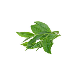 green tea leaf isolated on transparent png