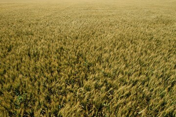 Wheatfield in Wilson, Kansas, United States Of America.