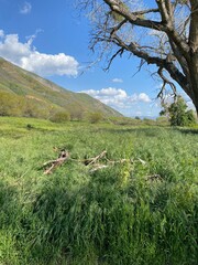 landscape with trees