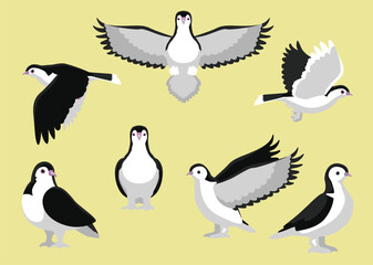 Pigeon Lahore Bird Various Poses Exotic Pet Cartoon Vector Illustration Isolated Character