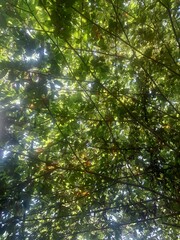Fototapeta premium Background Low angle of a tall trees in a rain tropical forest.