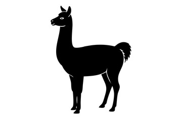 Fototapeta premium Black Alpaca Silhouette Vector, lama silhouette