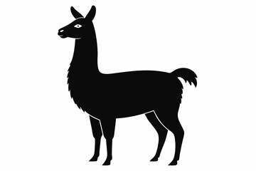 Obraz premium Black Alpaca Silhouette Vector, lama silhouette