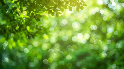 Fototapeta premium Green bokeh background from nature forest out of focus