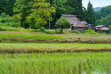 茅葺屋根と森