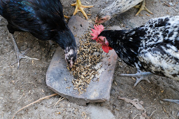 Larvae of Black Soldier Fly (Hermetia illucens) are given to livestock chickens which contain high...