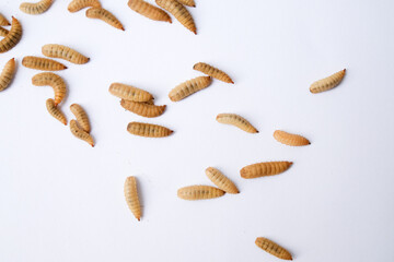 Larvae of Black Soldier Fly (Hermetia illucens) or maggot on plain background for protein animal feed ingredient