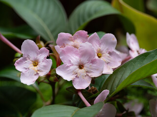 香しい香りのアッサム匂い桜