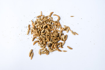 Larvae of Black Soldier Fly (Hermetia illucens) or maggot on plain background for protein animal feed ingredient