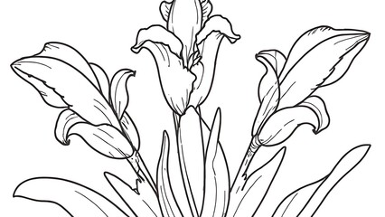 iris flower isolated on white