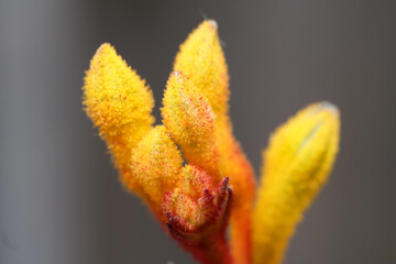 close up yellow kangaroo paw