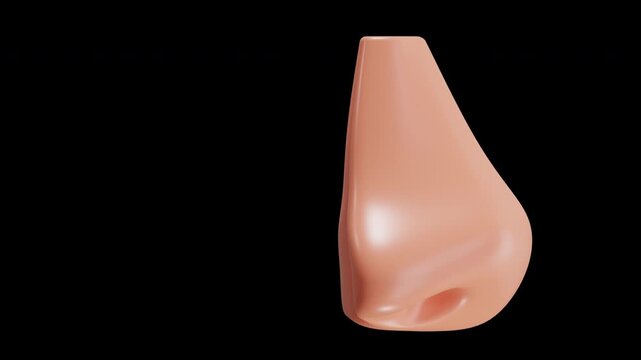 3D Animation of The nose plays a role in the sense of smell | Alpha Channel