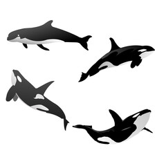 silhouettes of dolphins