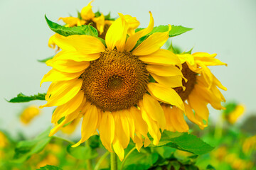 Blooming sunflower, common sunflower closeup in field