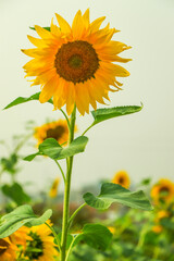 Fototapeta premium Selective focus on sunflower with copy space