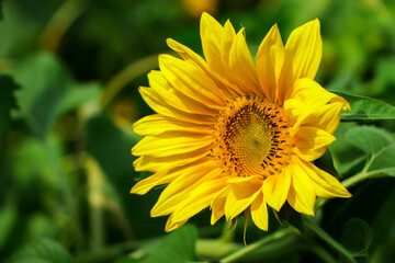 Sunflower background, closeup sunflower with copy space or negative space