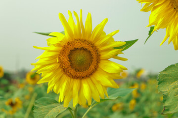 Obraz premium Closeup of sunflower in farm