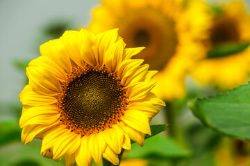 Obraz premium Closeup of beautiful sunflower with copy space for text
