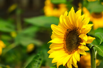 Naklejka premium Sunflower closeup with green leaf on background