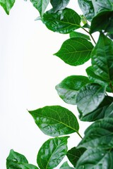 A close-up shot of a plant with green leaves, suitable for use in nature or botanical illustrations