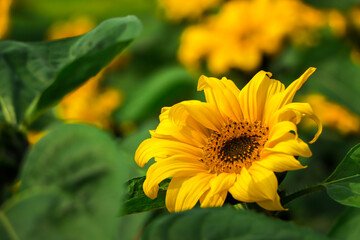 Closeup of beautiful sunflower with copy space for text