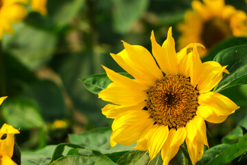 Obraz premium Sunflower closeup with copy space