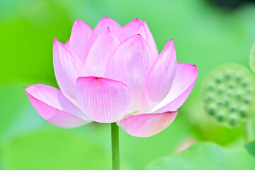 Fototapeta premium 蓮の花