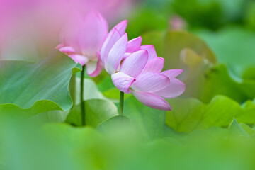 Fototapeta premium 蓮の花