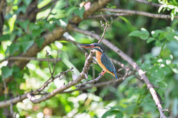 枝に留まっているカワセミ