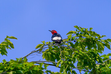 A Red Headed Woodpecker Perched on a Tree at a Campground near Ravenna, Ohio.